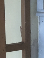 Lepidodactylus lugubris