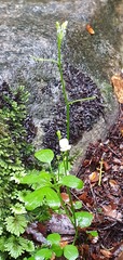 Cardamine dolichostyla