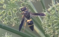 Ancistrocerus spinolae