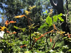 Alectryon subdentatus