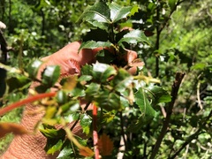 Alectryon subdentatus