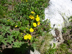 Ranunculus grandiflorus