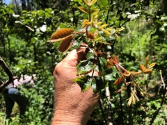 Alectryon subdentatus