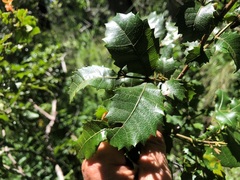 Alectryon subdentatus