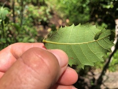 Alectryon subdentatus