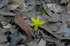 Tricoryne simplex