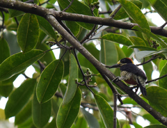 Melanerpes pulcher