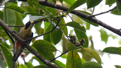 Melanerpes pulcher