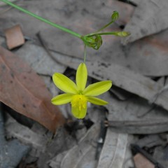 Tricoryne simplex