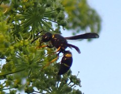 Ancistrocerus spinolae