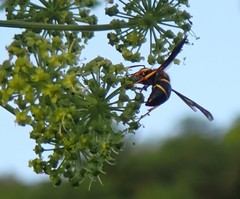 Ancistrocerus spinolae