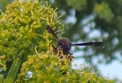 Ancistrocerus spinolae