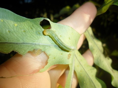 Argyrosticta decumana