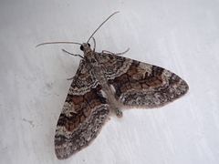 Trichopteryx terranea