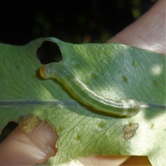 Argyrosticta decumana
