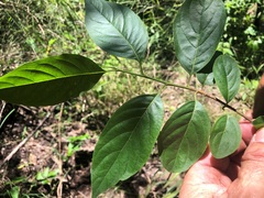 Alangium villosum