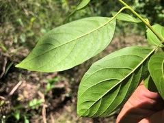 Alangium villosum