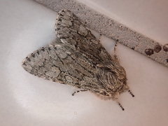 Brachionycha permixta