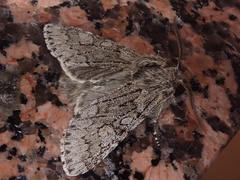 Brachionycha permixta