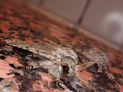 Brachionycha permixta