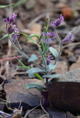 Streptanthus hispidus
