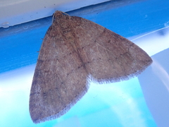 Idiotephria debilitata