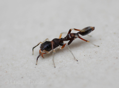 Synemosyna aurantiaca