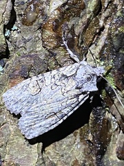 Lithophane antennata