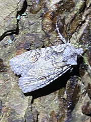 Lithophane antennata