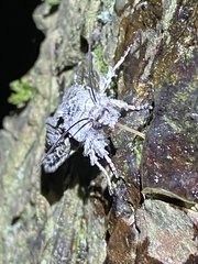 Lithophane antennata