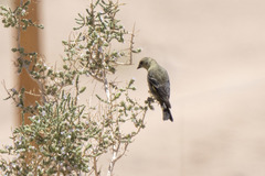 Spinus crassirostris