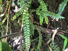 Adiantum hispidulum hispidulum