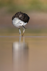 Recurvirostra andina