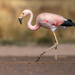 Andean Flamingo - Photo (c) Luciano Massa, some rights reserved (CC BY-NC-SA), uploaded by Luciano Massa