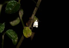 Chezala brachypepla
