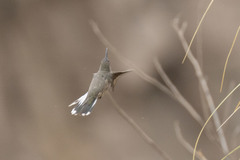 Oreotrochilus leucopleurus