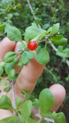 Lycium nodosum