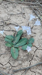 Ruellia hygrophila