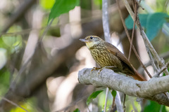 Syndactyla rufosuperciliata