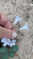 Ruellia hygrophila
