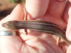 Ctenotus leonhardii