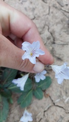 Ruellia hygrophila