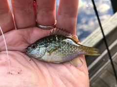 Lepomis marginatus