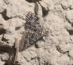 Alucita cymatodactyla