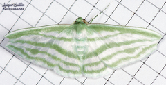 Dyspteris gigantea
