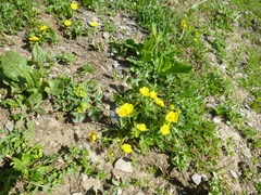 Ranunculus grandiflorus