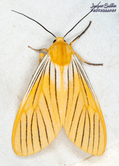 Pseudischnocampa nervosa