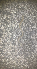 Pygopus nigriceps