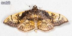 Pantographa acoetesalis