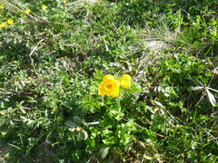 Trollius ranunculinus